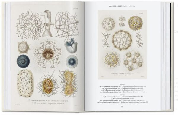 The Art and Science of Ernst Haeckel. 40th Ed.