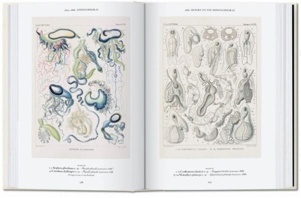 The Art and Science of Ernst Haeckel. 40th Ed.