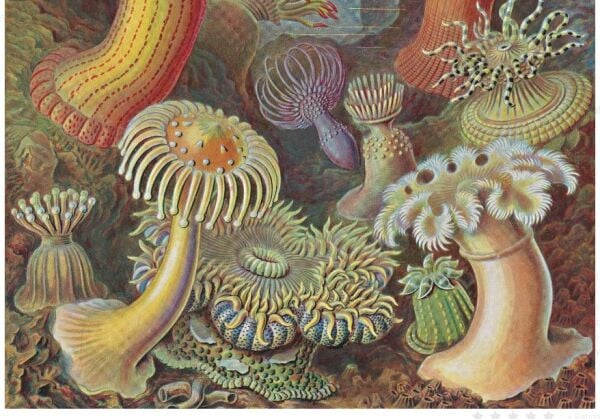 The Art and Science of Ernst Haeckel. 40th Ed.