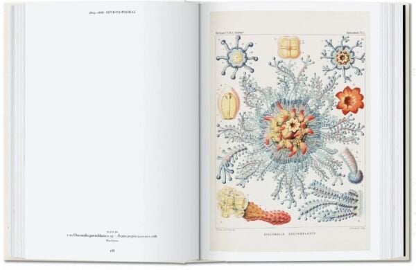 The Art and Science of Ernst Haeckel. 40th Ed.