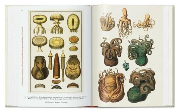 Seba. Cabinet of Natural Curiosities. 40th Ed.