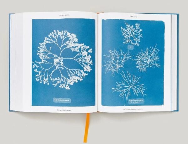 Anna Atkins. Cyanotypes
