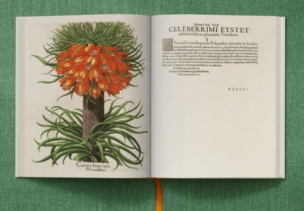 Basilius Besler. The Garden at Eichstätt