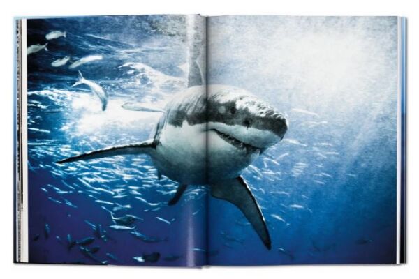 Michael Muller. Sharks XL