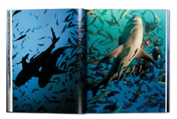 Michael Muller. Sharks XL