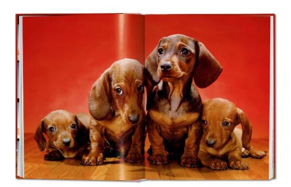 Walter Chandoha. Dogs. Photographs 1941–1991