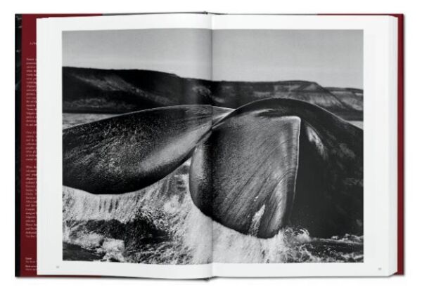 Sebastião Salgado. Genesis XL
