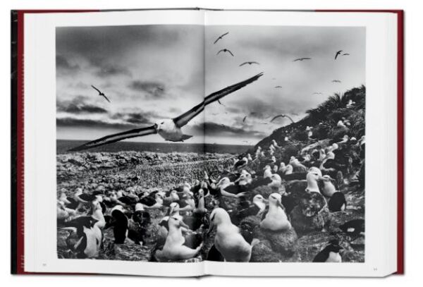 Sebastião Salgado. Genesis XL