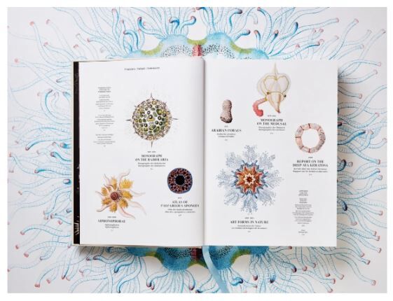 The Art and Science of Ernst Haeckel XXL