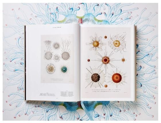 The Art and Science of Ernst Haeckel XXL