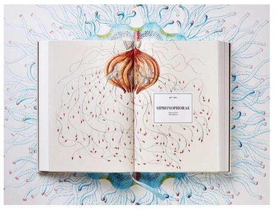 The Art and Science of Ernst Haeckel XXL