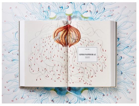 The Art and Science of Ernst Haeckel XXL