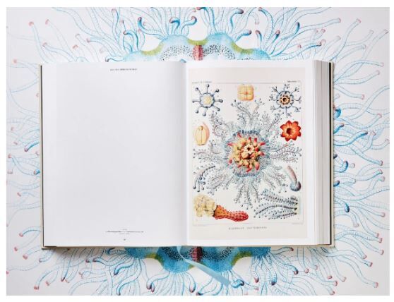 The Art and Science of Ernst Haeckel XXL
