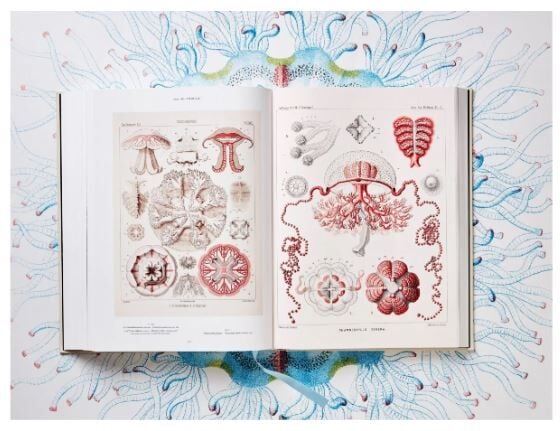 The Art and Science of Ernst Haeckel XXL