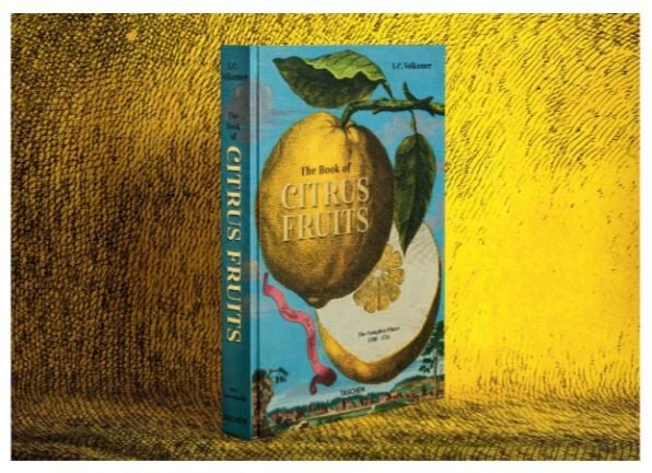 J. C. Volkamer. The Book of Citrus Fruits XXL