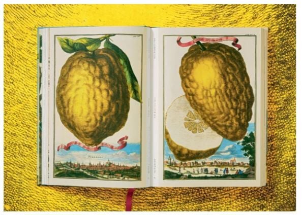 J. C. Volkamer. The Book of Citrus Fruits XXL