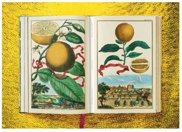 J. C. Volkamer. The Book of Citrus Fruits XXL