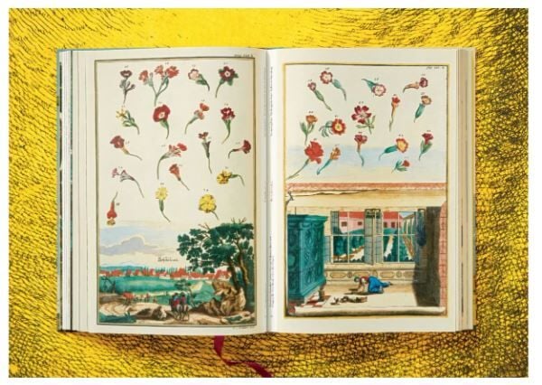 J. C. Volkamer. The Book of Citrus Fruits XXL