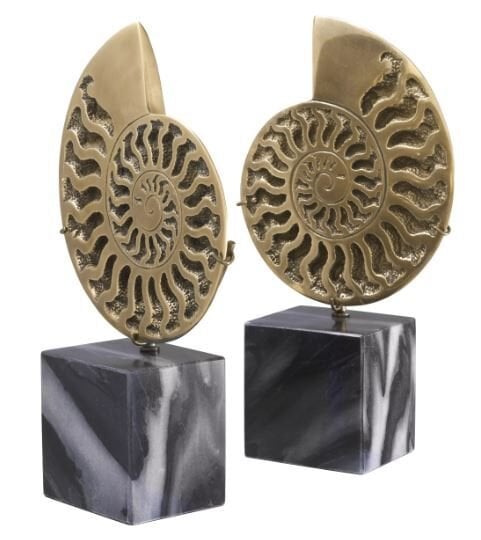 OBJECT AMMONITE SET OF 2