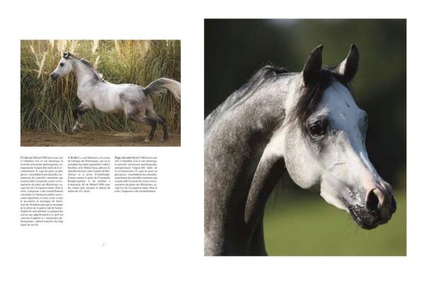 The Arabian Horse