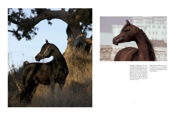 The Arabian Horse