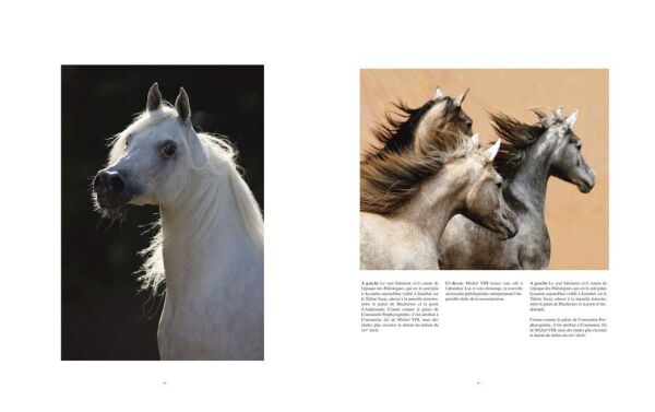 The Arabian Horse