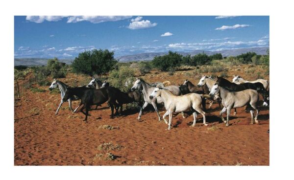 The Arabian Horse