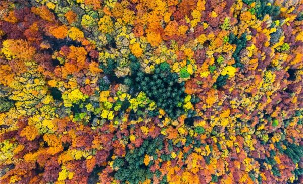 Trees
