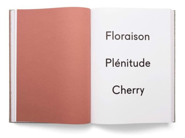 Cherry Blossoms