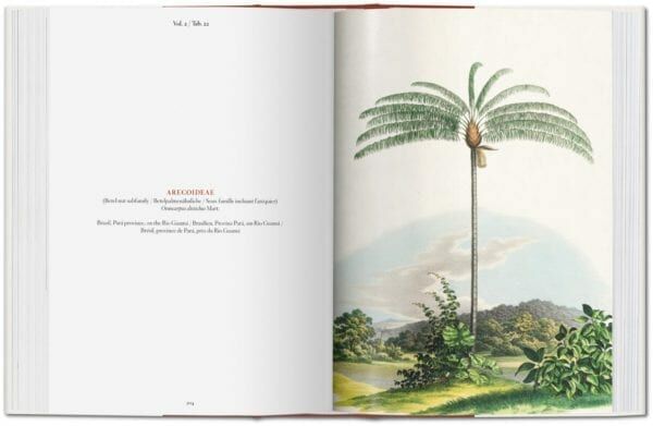 PALMS